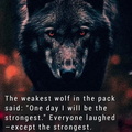 WolfWisdom